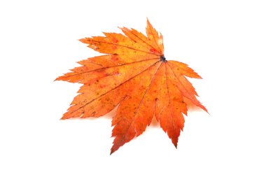 Parlak sonbahar yapraklarını kapatın.