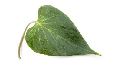 Beyaz tenli tatlı patates yaprağı