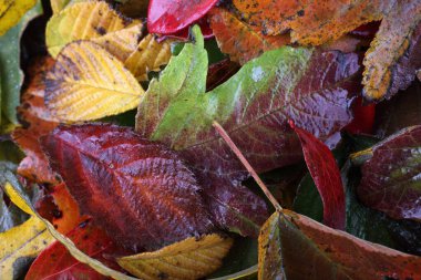 Sonbahar yapraklarını kapatın. Desenli arkaplan