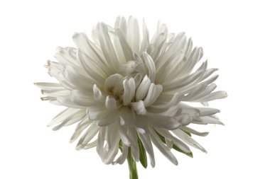 Beyaz paskalya beyazda izole