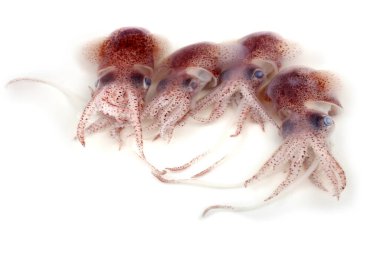 Küçük mürekkepbalıkları beyazlar üzerinde izole edilmiş