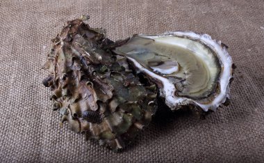 İstiridye ve istiridye.