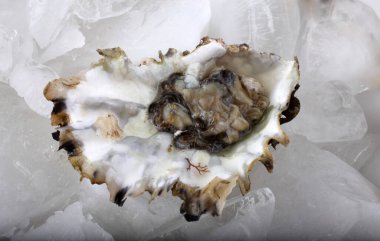 Buzlu açık istiridye.