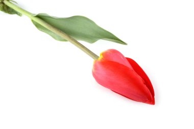 Kırmızı lale beyazda izole edildi
