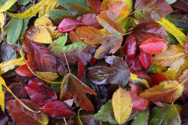 Sonbahar yapraklarını kapatın. Desenli arkaplan