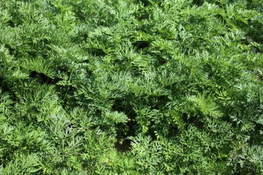 Tarlada havuç yetiştirmek