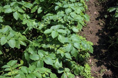 Patates yetiştiriyorum. Sahada patates hasadı