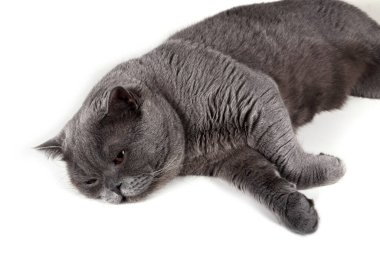 Beyaz arka planda izole edilmiş İngiliz kedisi