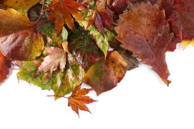 Düşen sonbahar yapraklarını kapatın.