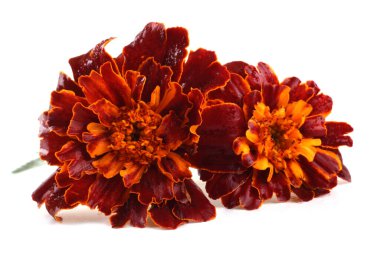 beyaz arkaplanda izole edilmiş kadife çiçekleri