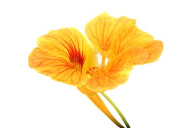 Çiçek açan muhteşem çiçeğe yaklaş