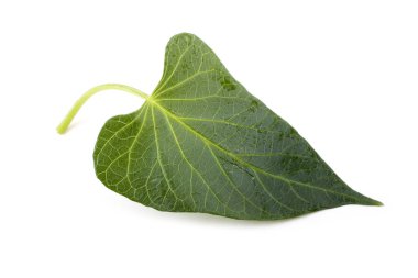 Beyaz tenli tatlı patates yaprağı