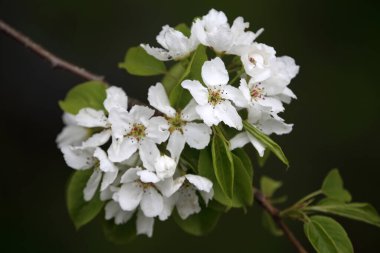 İnanılmaz çiçeklere yakın.