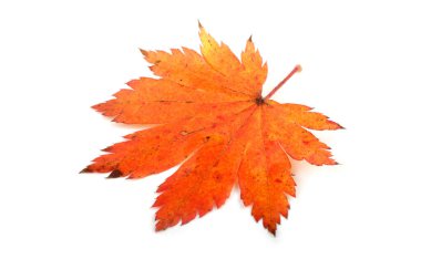 Parlak sonbahar yapraklarını kapatın.