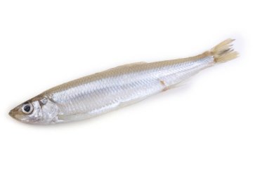 Asyalı eritilmiş balık beyazda izole edilmiş