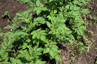 Patates yetiştiriyorum. Sahada patates hasadı