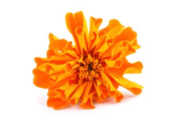 Marigold çiçeği beyaz arkaplanda izole edilmiş.