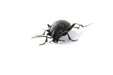 Carabus granulatus. Yararlı bir böcek. Zirai zararlıları ortadan kaldırmak.