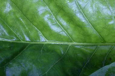 Tütün yaprağı arka planı. Makro