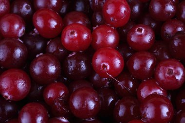 Taze ekşi yaban mersinlerini kapatın.