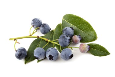 Taze yaban mersini hasadını beyaza yakın tut.