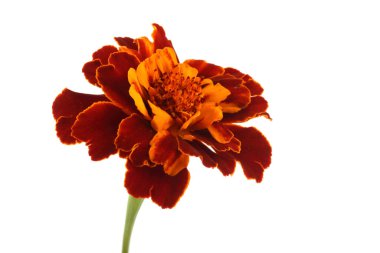 Marigold çiçeği beyaz arkaplanda izole edilmiş.