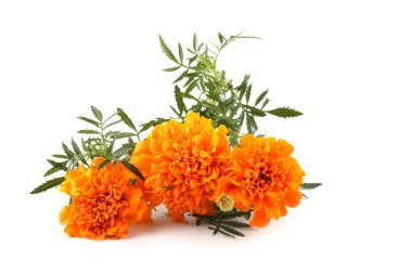 beyaz arkaplanda izole edilmiş kadife çiçekleri