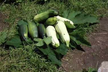 Çimlerin üzerinde kabaklar. Hasat et