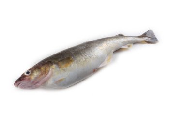 Safran morina balığı beyazda izole edilmiş.