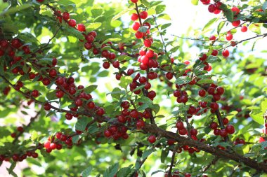 Nanking kirazı yetiştiriyorum. Uzak Doğu lezzeti