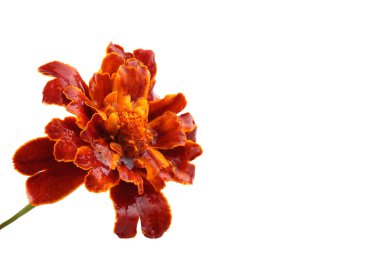 Marigold çiçeği beyaz arkaplanda izole edilmiş.