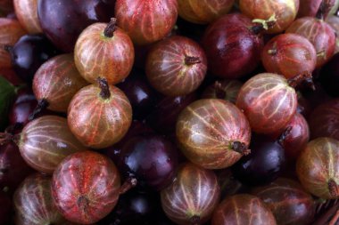 Pembe ve menekşe bektaşi üzümü arka planı