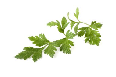 Beyaz arka planda izole edilmiş taze kokulu maydanoz.