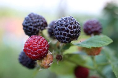 Büyüyen siyah ahududu (Rubus occidentalis)