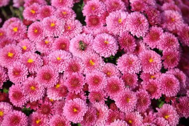 İnanılmaz çiçeklere yakın.