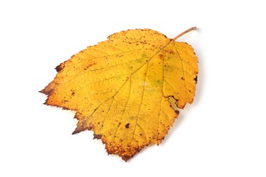 Sonbahar fındık yaprağı beyaza izole edilmiş.