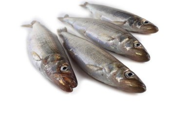 Gökkuşağı eritilmiş (Osmerus mordax) beyaz üzerine izole edilmiş