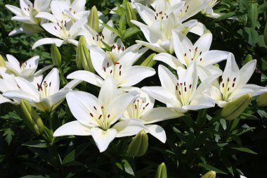 İnanılmaz çiçeklere yakın.