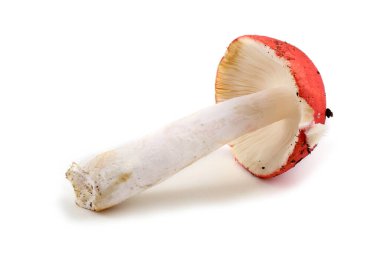 Russula mantarı beyaza izole edilmiş.