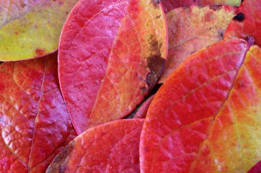 Düşen sonbahar yapraklarını kapatın.