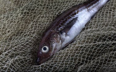 Alaska pollock 'u internette