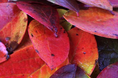 Düşen sonbahar yapraklarını kapatın.