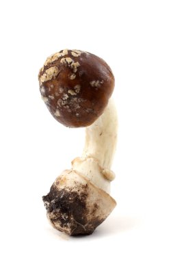 Amanita pantherina (panter şapkası, sahte kızartıcı). Zehirli mantar..