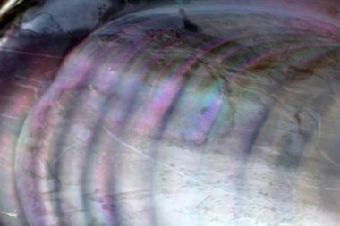 Çoklu renkli midye kabuğu arkaplanı