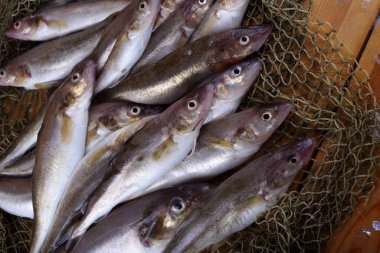 İnternette safran kodları