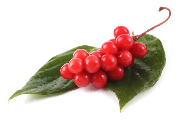 Schisandra Chinensis Πέντε Αλεύρια Φραγκοστάφυλο Φύλλα — Φωτογραφία Αρχείου