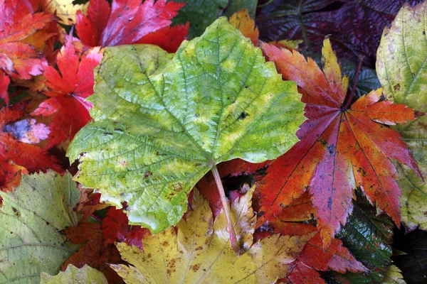 Gros Plan Des Feuilles Automne Tombées — Photo