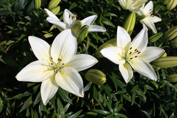 Growing White Lilies Garden — Stock Photo, Image