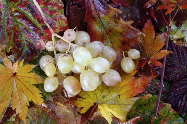Виноград Осенних Листьях — стоковое фото
