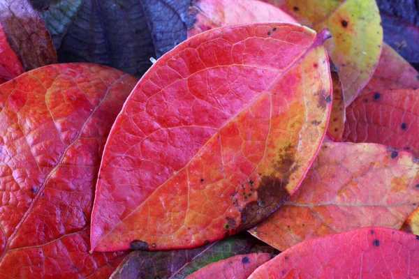 Nahaufnahme Von Abgefallenen Herbstblättern — Stockfoto